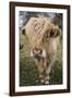 Cow-null-Framed Photographic Print