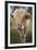 Cow-null-Framed Photographic Print