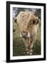 Cow-null-Framed Photographic Print