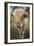 Cow-null-Framed Photographic Print