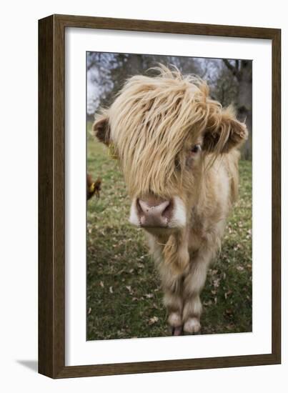 Cow-null-Framed Photographic Print