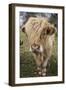 Cow-null-Framed Photographic Print