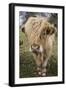 Cow-null-Framed Photographic Print