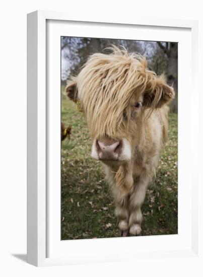 Cow-null-Framed Photographic Print