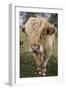 Cow-null-Framed Photographic Print