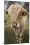 Cow-null-Mounted Photographic Print