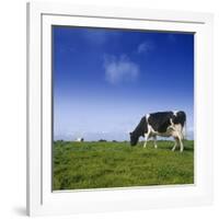 Cow-null-Framed Photographic Print