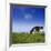 Cow-null-Framed Photographic Print