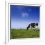 Cow-null-Framed Photographic Print