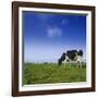 Cow-null-Framed Photographic Print