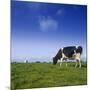 Cow-null-Mounted Photographic Print