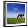 Cow-null-Framed Photographic Print