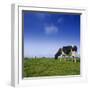 Cow-null-Framed Photographic Print