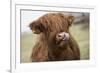 Cow-null-Framed Photographic Print