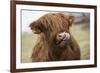 Cow-null-Framed Photographic Print