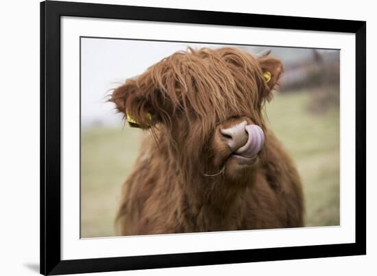 Cow-null-Framed Photographic Print