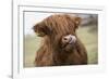 Cow-null-Framed Photographic Print