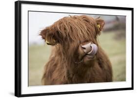 Cow-null-Framed Photographic Print