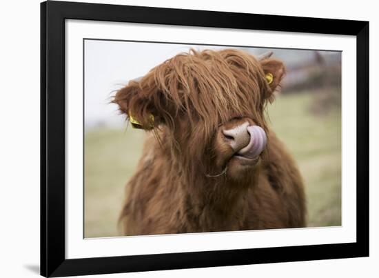 Cow-null-Framed Photographic Print