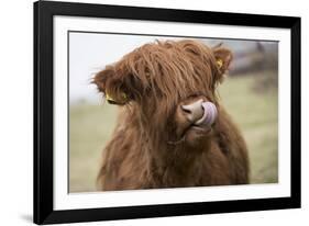 Cow-null-Framed Photographic Print