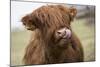 Cow-null-Mounted Photographic Print