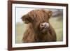 Cow-null-Framed Photographic Print