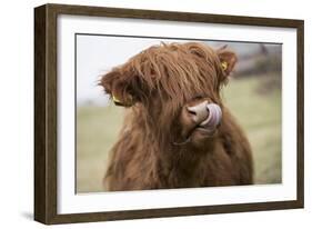 Cow-null-Framed Photographic Print