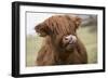 Cow-null-Framed Photographic Print