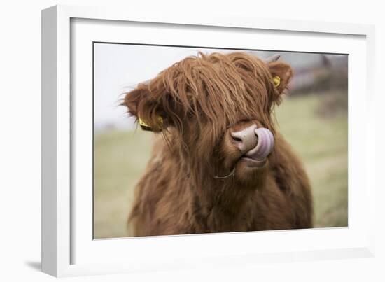 Cow-null-Framed Photographic Print