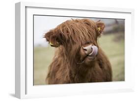 Cow-null-Framed Photographic Print