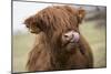 Cow-null-Mounted Photographic Print