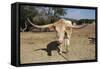 Cow-Robert Kaler-Framed Stretched Canvas