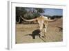 Cow-Robert Kaler-Framed Photographic Print