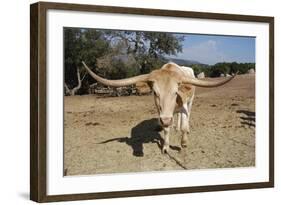 Cow-Robert Kaler-Framed Photographic Print