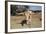 Cow-Robert Kaler-Framed Photographic Print