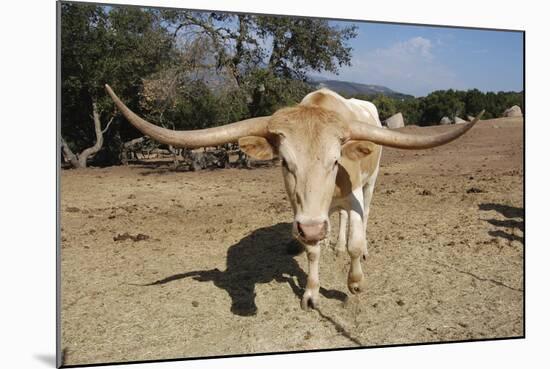 Cow-Robert Kaler-Mounted Photographic Print