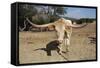 Cow-Robert Kaler-Framed Stretched Canvas