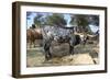 Cow-Robert Kaler-Framed Photographic Print