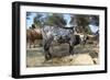 Cow-Robert Kaler-Framed Photographic Print