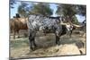 Cow-Robert Kaler-Mounted Photographic Print