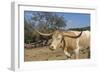 Cow-Robert Kaler-Framed Photographic Print