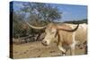 Cow-Robert Kaler-Stretched Canvas