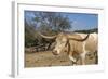 Cow-Robert Kaler-Framed Photographic Print