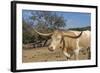 Cow-Robert Kaler-Framed Photographic Print