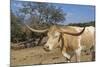 Cow-Robert Kaler-Mounted Photographic Print
