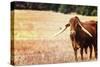 Cow-Pixie Pics-Stretched Canvas