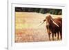 Cow-Pixie Pics-Framed Photographic Print