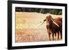 Cow-Pixie Pics-Framed Photographic Print