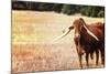 Cow-Pixie Pics-Mounted Photographic Print