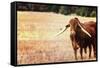 Cow-Pixie Pics-Framed Stretched Canvas